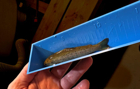 FT lengdemåler fisk, 22cm - Bilde 2